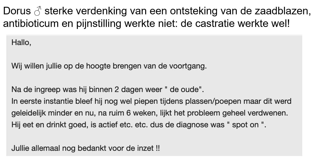 Een paar weken na de castratie was Dorus pijnvrij